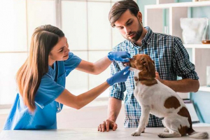 Kako otkriti papilome u pse i ono što su opasni? Kako otkriti papilome u pse i ono što su opasni?